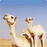حسين. 的头像