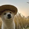 joj's profile picture