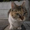 Profilbild von ポチ