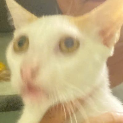 Kinoko_Keith's profile picture