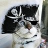 Johnny's profile picture