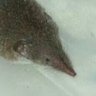 Profilbild von kiwi