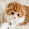 Profilbild von ほほりん🐈⬛