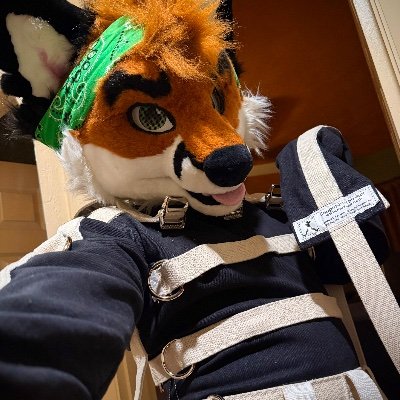 Fox's profile picture
