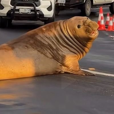 NigelSchlafendn's profile picture