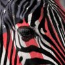 EverythingsZebra's profile picture