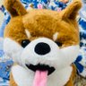 one eye Husky's profile picture