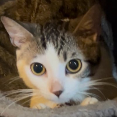 Fortnite's profile picture
