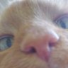 Xerxez's profile picture