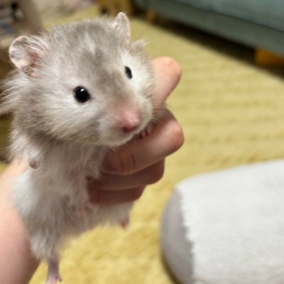 graczgtstgvet's profile picture