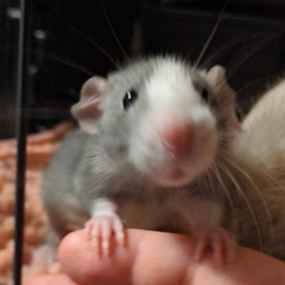 daniftszwhnbc's profile picture