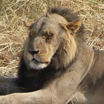 Spike's profile picture