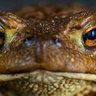 The Incredible Mr. Toad profil fotoÄrafı