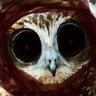 he who knows stuff profil fotoğrafı