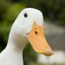 Profilbild von Quackers