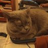 Фото профиля Gato Cinza