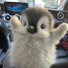 Profilbild von Francis