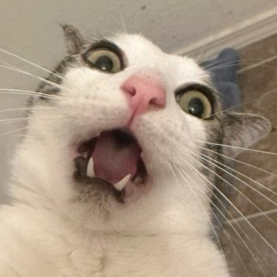 Cat Gone Wild 🐈's profile picture
