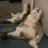 suryono's profile picture