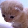 Profilbild von Arshad