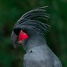Arara Preta 的头像