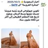 Фото профиля رائدة
