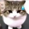 pie profil fotoğrafı