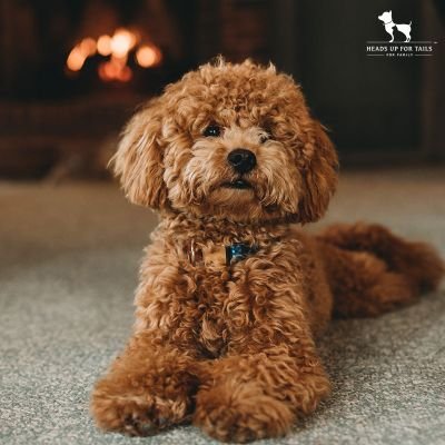 puppyloves74's profile picture