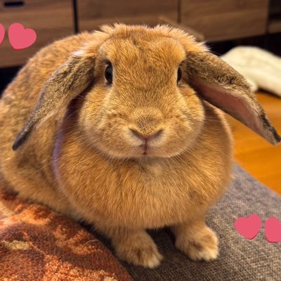 しろちゃん's profile picture