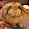 しろちゃん 的头像
