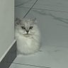 yexqir's profile picture