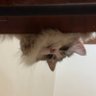 ナディーン 的头像