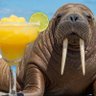 🏴☠️ The Walrus 🏴☠️ profil fotoğrafı