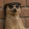 Profilbild von merlin