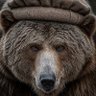 SaracenBear 的头像