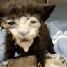 banana's profile picture