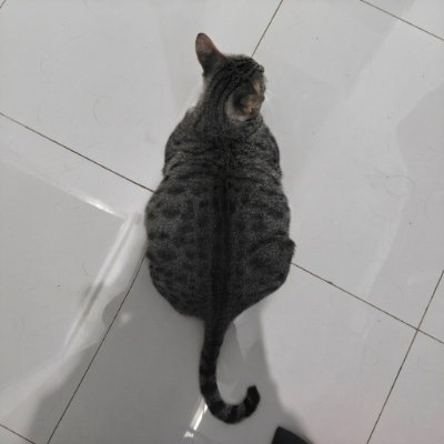 xibalgo_blok's profile picture