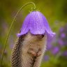 Hayula's profile picture