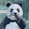 早めのパブロン 的头像