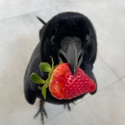 arsi (*^▽^)/★*☆♪•°'s profile picture