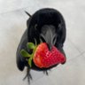 arsi (*^▽^)/★*☆♪•° profil fotoğrafı