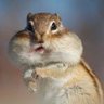 賢すぎるリス 🐿️ Wise Squirrel 的头像