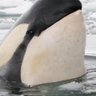 Фото профиля shinny orca