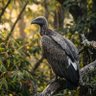 Wildlife Uncovered 的头像