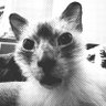 Rikki Janae profil fotoğrafı