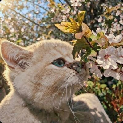 yaso's profile picture
