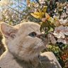 yaso profil fotoğrafı