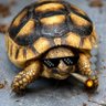 Profilbild von Shell-On-Wheels