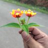 Namarjongphi profil fotoğrafı