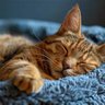SunnyNaps ⁷ heard Autumn Leaves ☁️🌸💜's profile picture